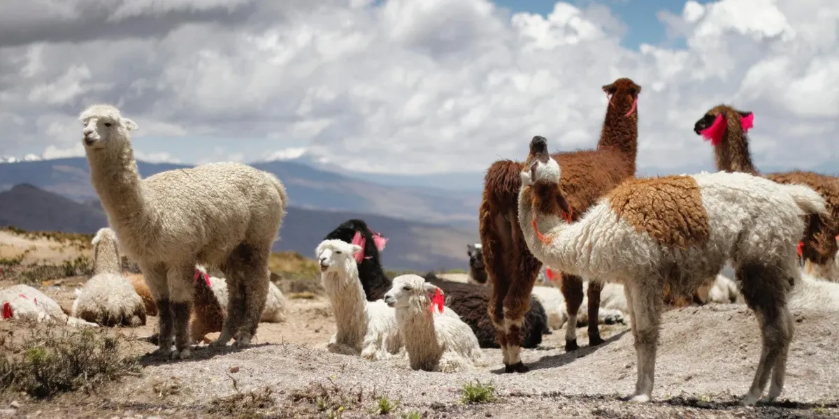 Contact Ready to Travel Peru