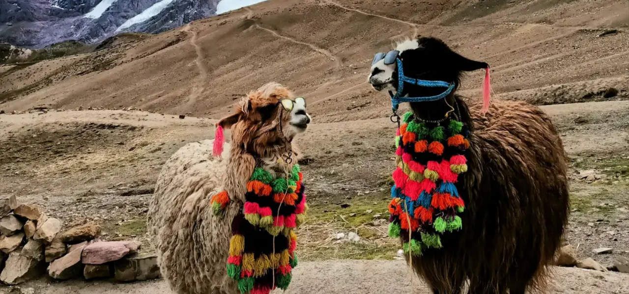 The Peruvian Llama: History, Origin & Where to See Them in Cusco