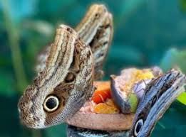 Butterfly Farm in Aguas Calientes: Over 400 Species Near Machu Picchu