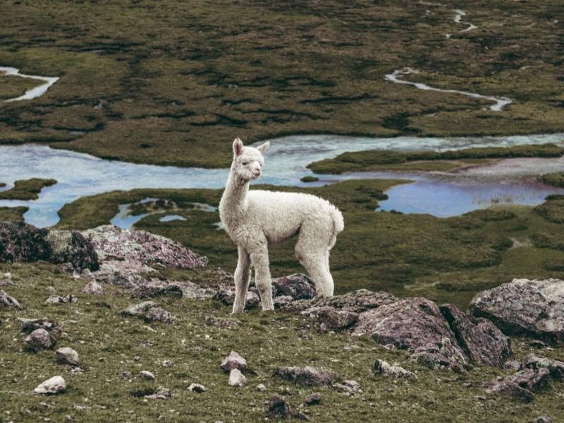 llama- lama.jpg