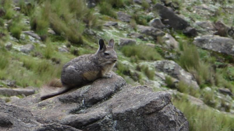 vizcacha (1).jpg